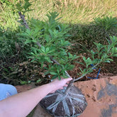 Grafted Male Yangmei Rare Boot Plant